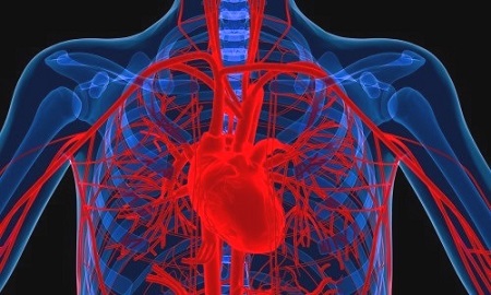 sistema cardiovascular