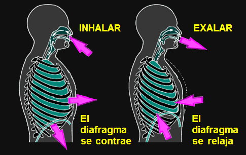 Respiración diafragmática