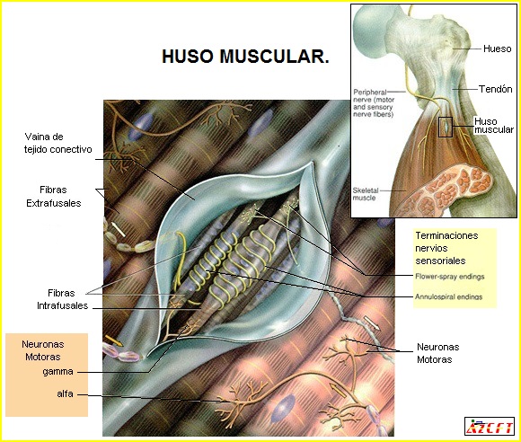 huso muscular