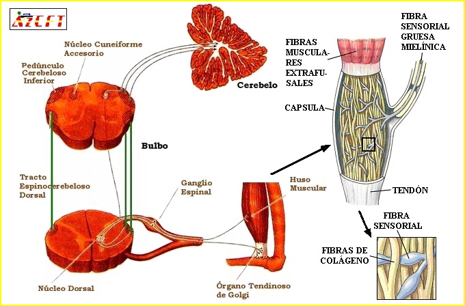 órganos tendinosos de Golgi