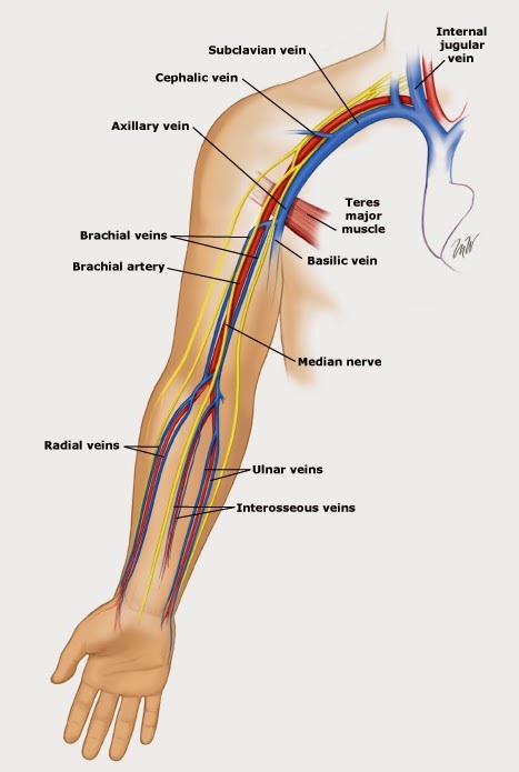 venas y arterias del brazo