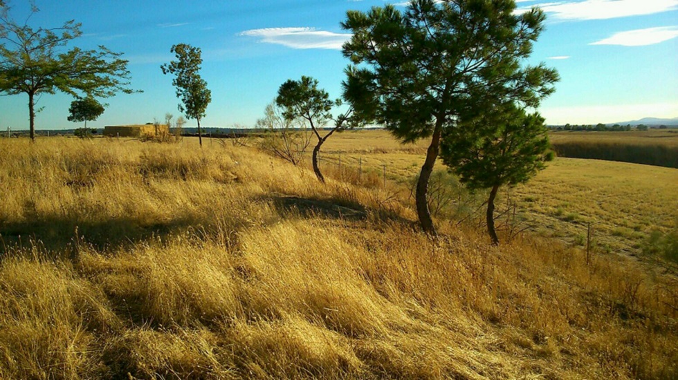 Exhibición de FT en Brunete 2016